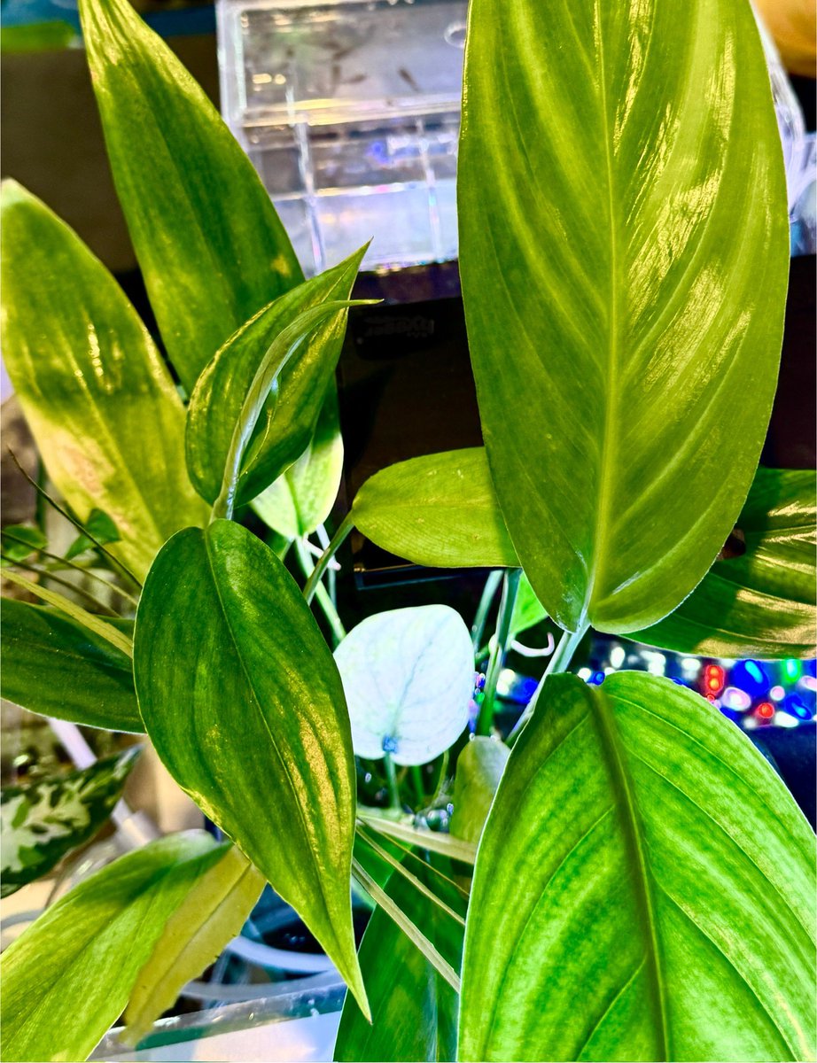 munmunshrimp's tweet image. えび🦐と草🌱と魚🐟

坐骨神経イカれてまして、投稿もメンテもサボり気味。

だいぶ濃い赤が浸透してきたタイガービー🐯

30キューブ水槽はマクロストマおチビのろ過槽扱い。フンも吸ってはポイっ。
そのエネルギーでビカビカに育つヤマサキカヅラ🌱
hirakuのウェルカム水槽から貰いました🙂‍↕️