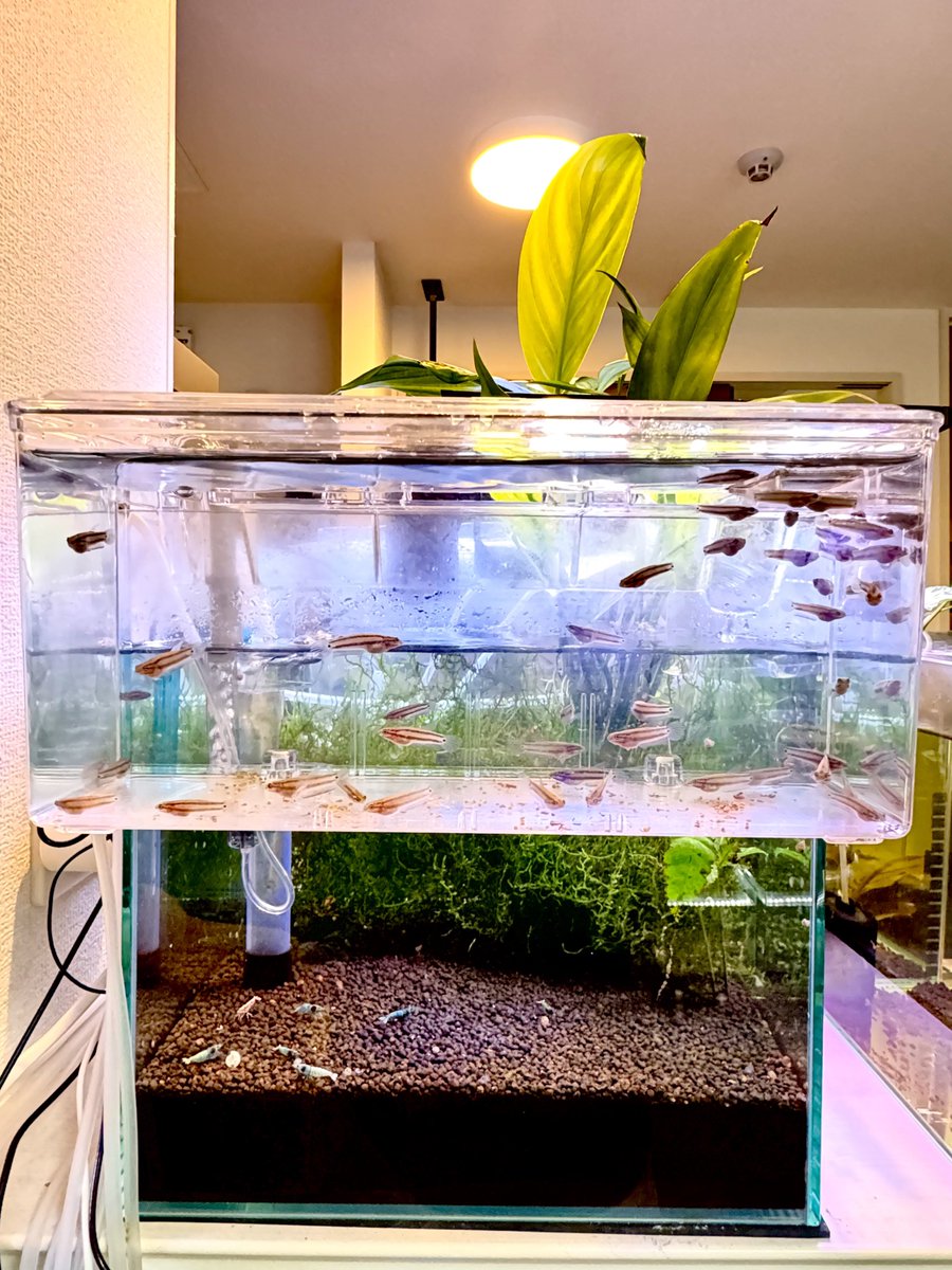 munmunshrimp's tweet image. えび🦐と草🌱と魚🐟

坐骨神経イカれてまして、投稿もメンテもサボり気味。

だいぶ濃い赤が浸透してきたタイガービー🐯

30キューブ水槽はマクロストマおチビのろ過槽扱い。フンも吸ってはポイっ。
そのエネルギーでビカビカに育つヤマサキカヅラ🌱
hirakuのウェルカム水槽から貰いました🙂‍↕️