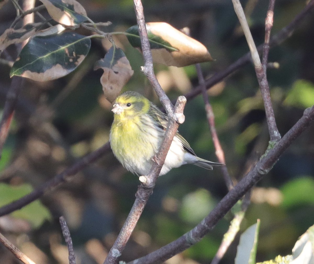 Mark Francis (@markfra64259515) on Twitter photo Pleased to find a Serin at Hill Head this morning a very much wanted patch tick ✅ <a href="/titchfieldhaven/">Titchfield Haven NNR- Hampshire County Council</a> <a href="/HOSbirding/">Hampshire Ornithological Society</a> <a href="/BirdGuides/">BirdGuides</a> Pleased to find a Serin at Hill Head this morning a very much wanted patch tick ✅ <a href="/titchfieldhaven/">Titchfield Haven NNR- Hampshire County Council</a> <a href="/HOSbirding/">Hampshire Ornithological Society</a> <a href="/BirdGuides/">BirdGuides</a>