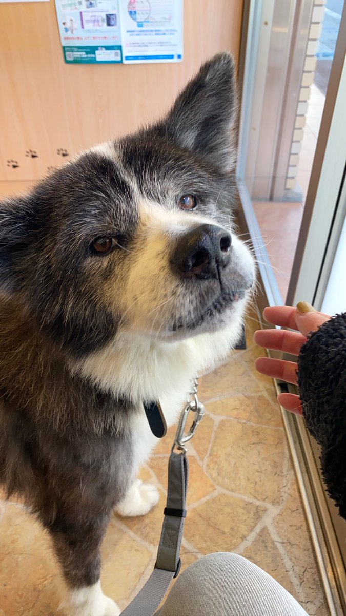 小池田マヤ (@koikedama) / Posts / X