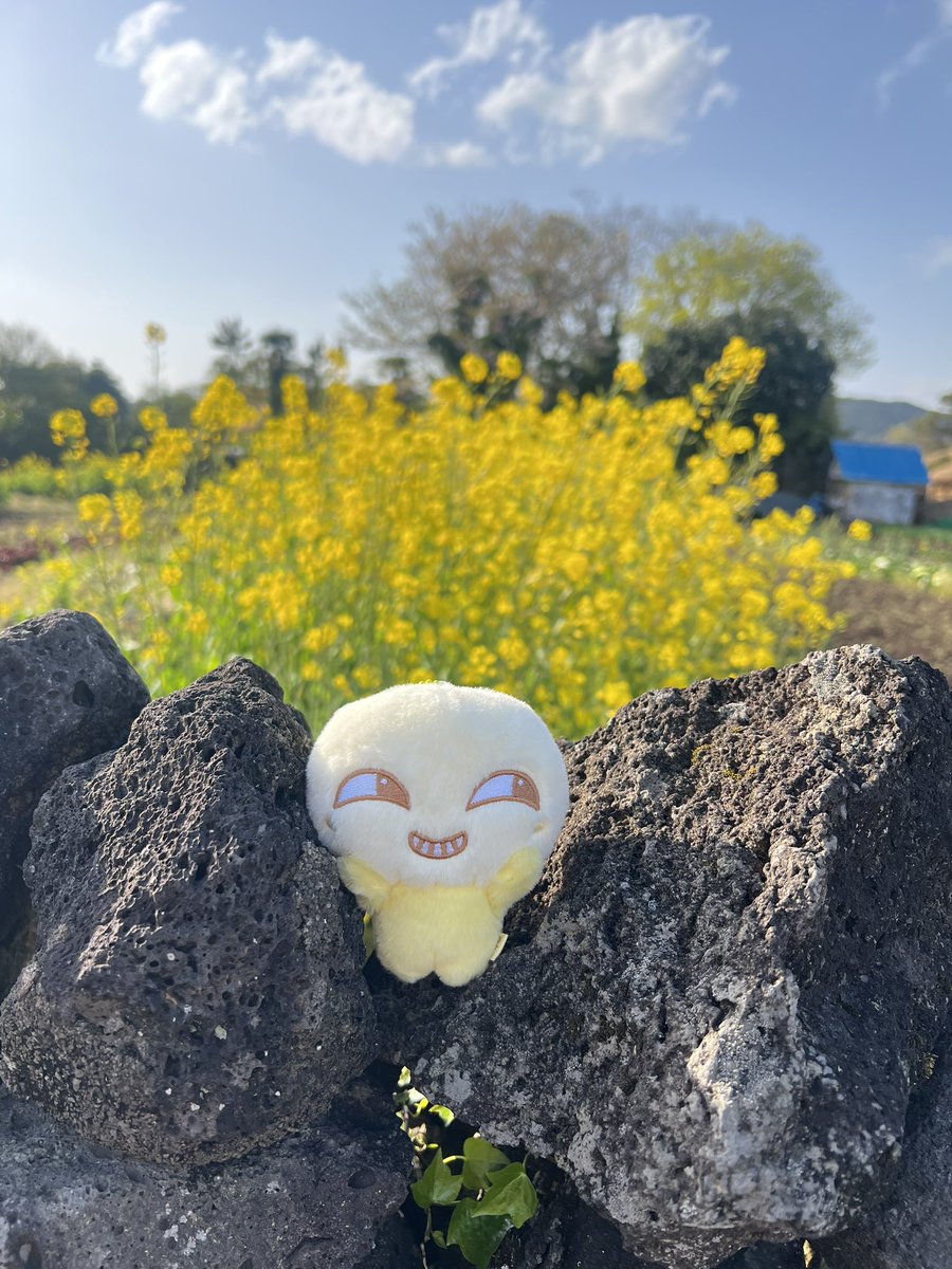 woooksuki's tweet photo. Canola Park in Jeju 🇰🇷
#chenle 
#dehet https://t.co/zhv8ZjnnfJ