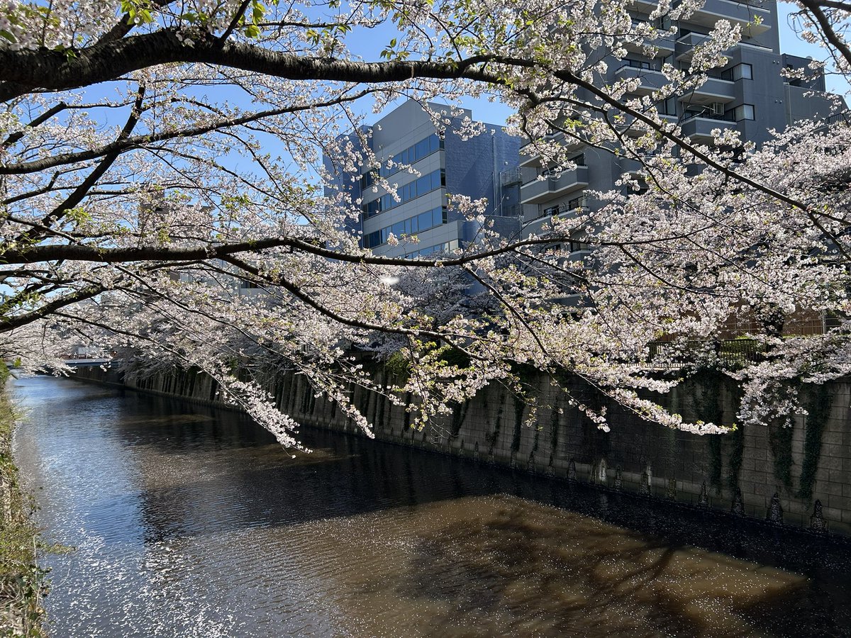 hlxwell's tweet photo. 家门口看樱花，每年这个时候家门口都是情侣和狗子。老实说樱花漂亮地方太多了，终于知道中目黑的樱花特点就是周边有很多店提供拍照道具也就是草莓酒，还有就是太有名了很多名人也会过来打卡拍照。所以越穿越有名了。 https://t.co/w43rboptQB