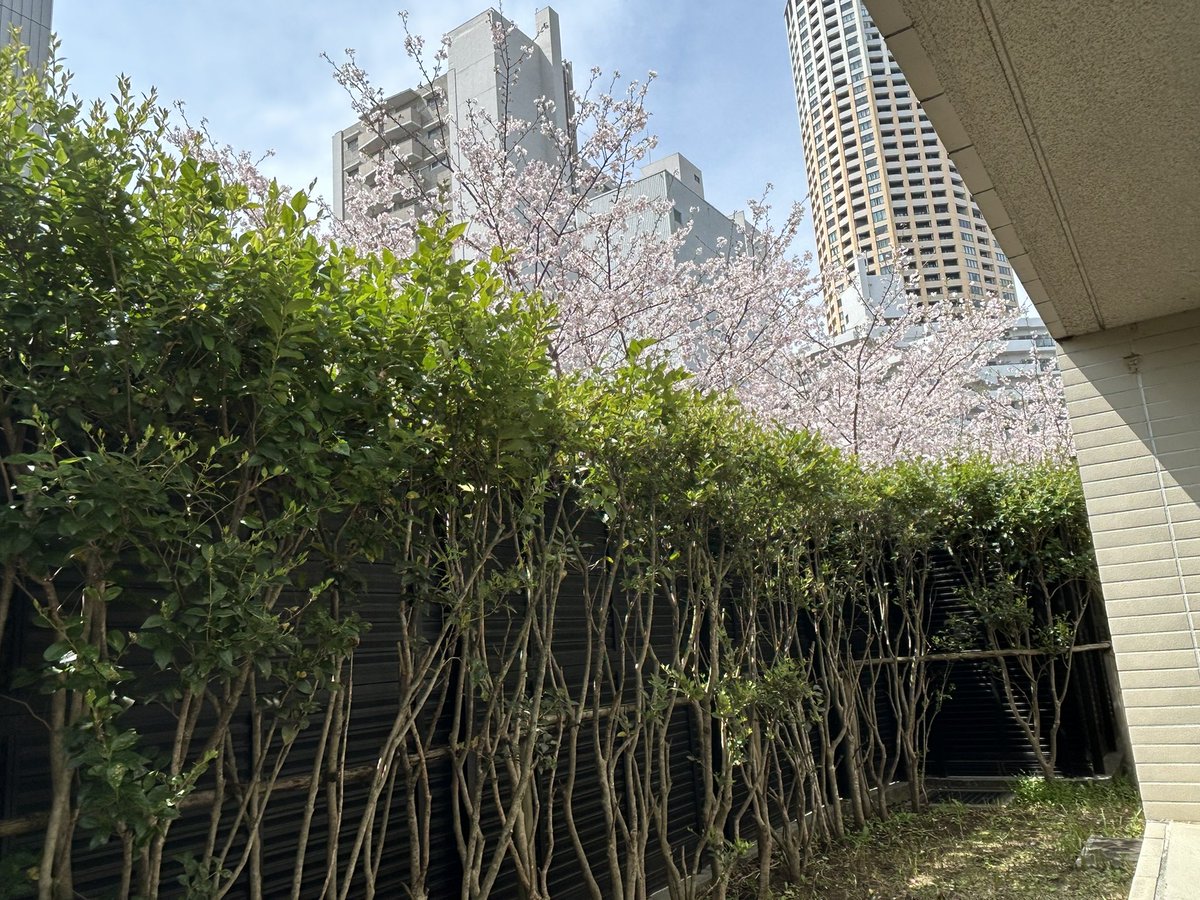hlxwell's tweet photo. 家门口看樱花，每年这个时候家门口都是情侣和狗子。老实说樱花漂亮地方太多了，终于知道中目黑的樱花特点就是周边有很多店提供拍照道具也就是草莓酒，还有就是太有名了很多名人也会过来打卡拍照。所以越穿越有名了。 https://t.co/w43rboptQB