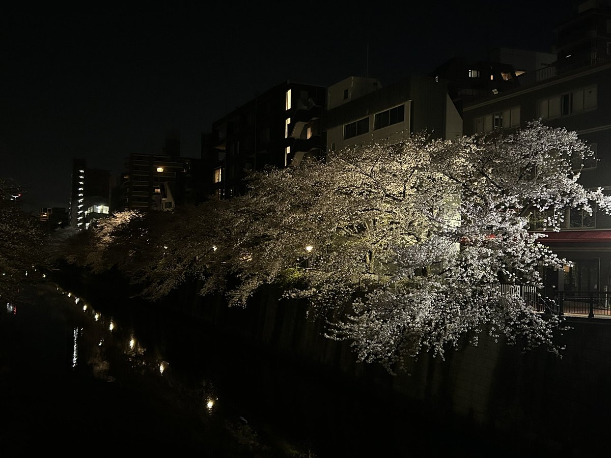 hlxwell's tweet photo. 家门口看樱花，每年这个时候家门口都是情侣和狗子。老实说樱花漂亮地方太多了，终于知道中目黑的樱花特点就是周边有很多店提供拍照道具也就是草莓酒，还有就是太有名了很多名人也会过来打卡拍照。所以越穿越有名了。 https://t.co/w43rboptQB