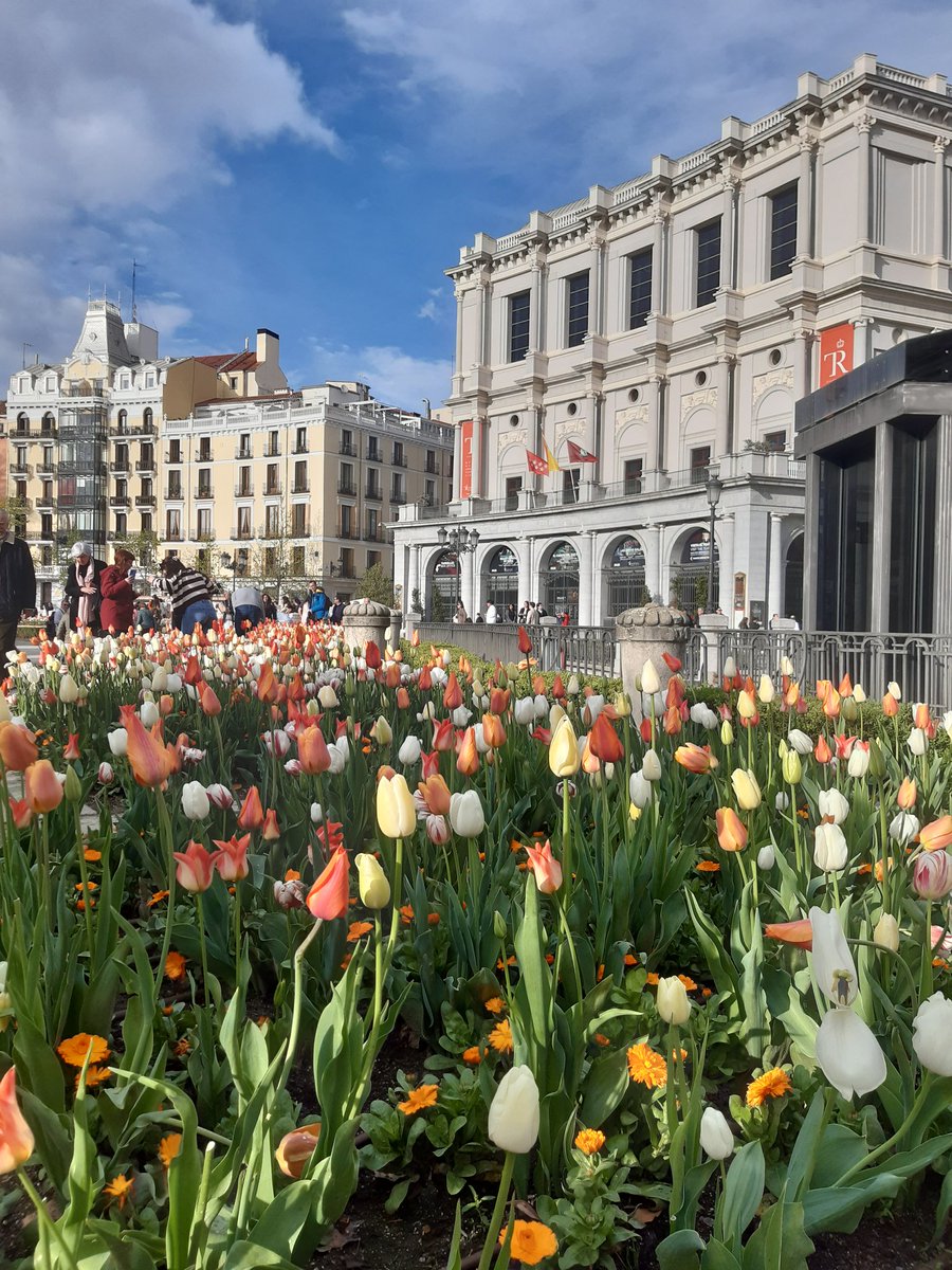 Tulipanes. Madrid