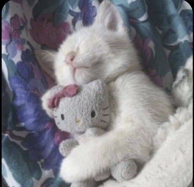 ShouldHaveCat's tweet photo. just a baby 🥹🥹 https://t.co/4PBgkgxvYx