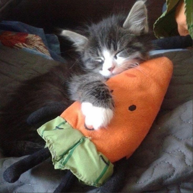 ShouldHaveCat's tweet photo. just a baby 🥹🥹 https://t.co/4PBgkgxvYx