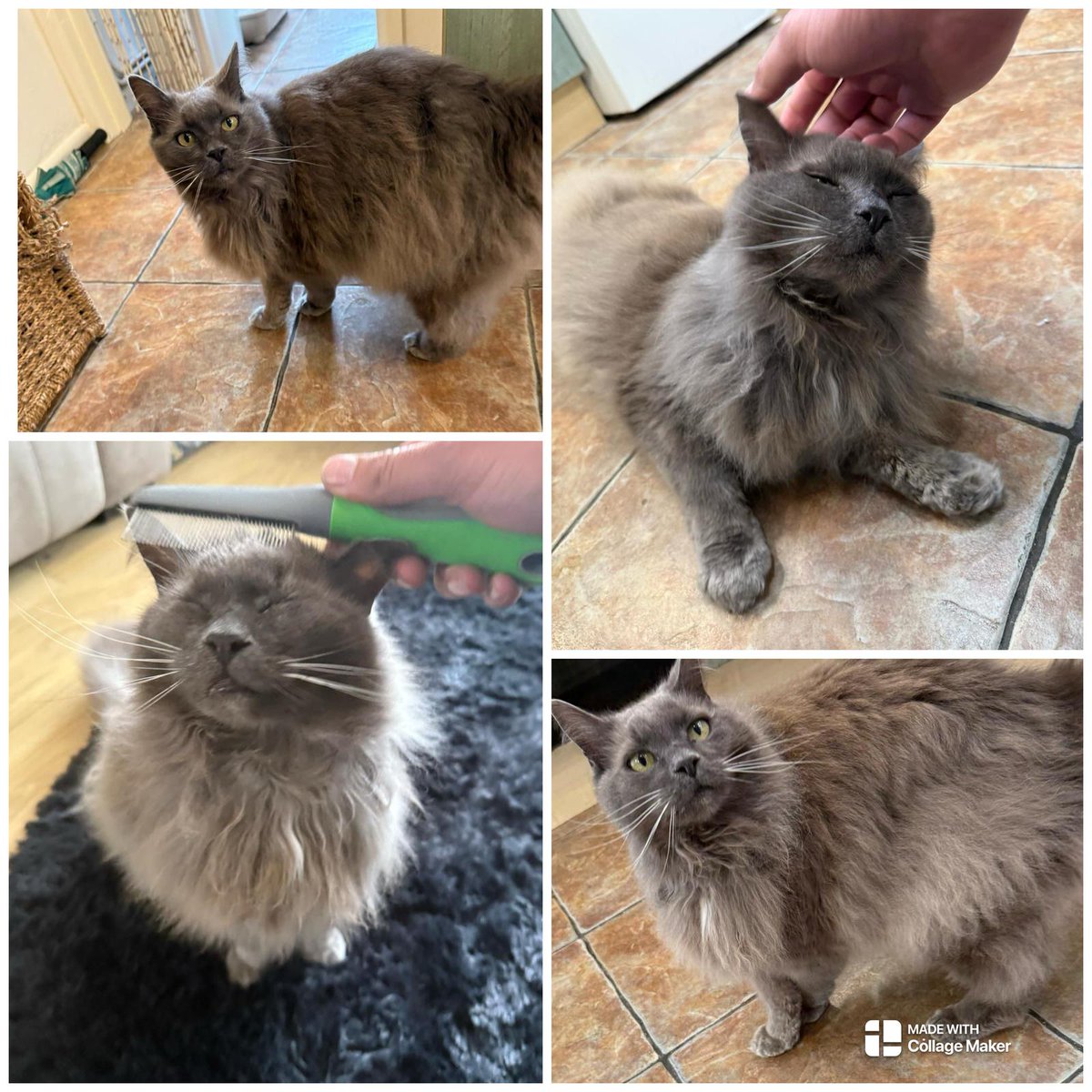 Sunday vibes with one of our lovely feline clients — happy, relaxed, and beautifully groomed.
Just the way we like it at Pets Home &amp; Gardens. 🐾✨