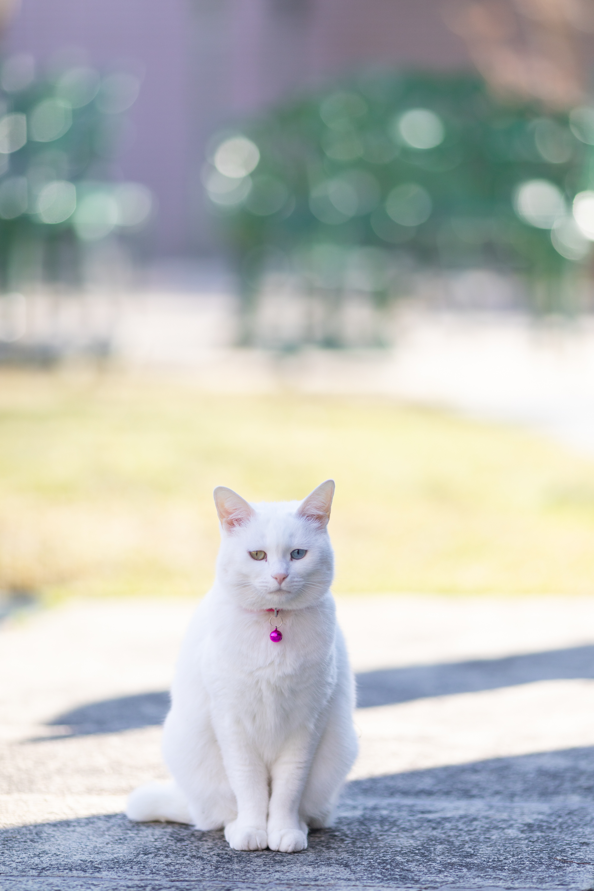 猫写真家 さくらもえぎ on X: 猫写真家 さくらもえぎ on X: