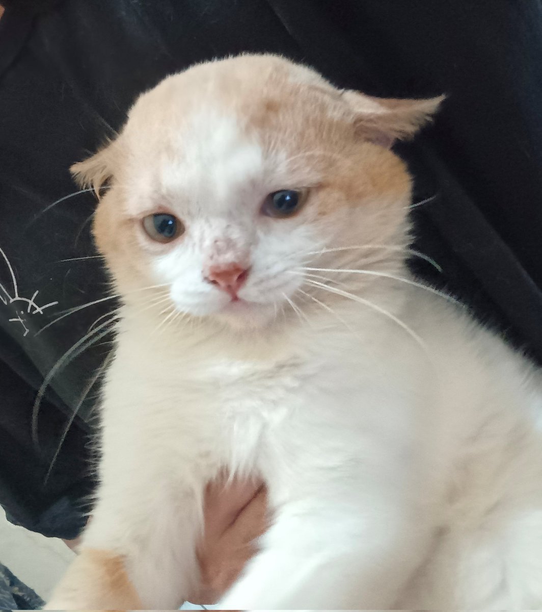 __chimichi's tweet image. aku lagi cari artist yang bisa gambar wajah tampan rupawan cetar membahenolku ini untuk keperluan komersil. boleh drop pricelist-nya?