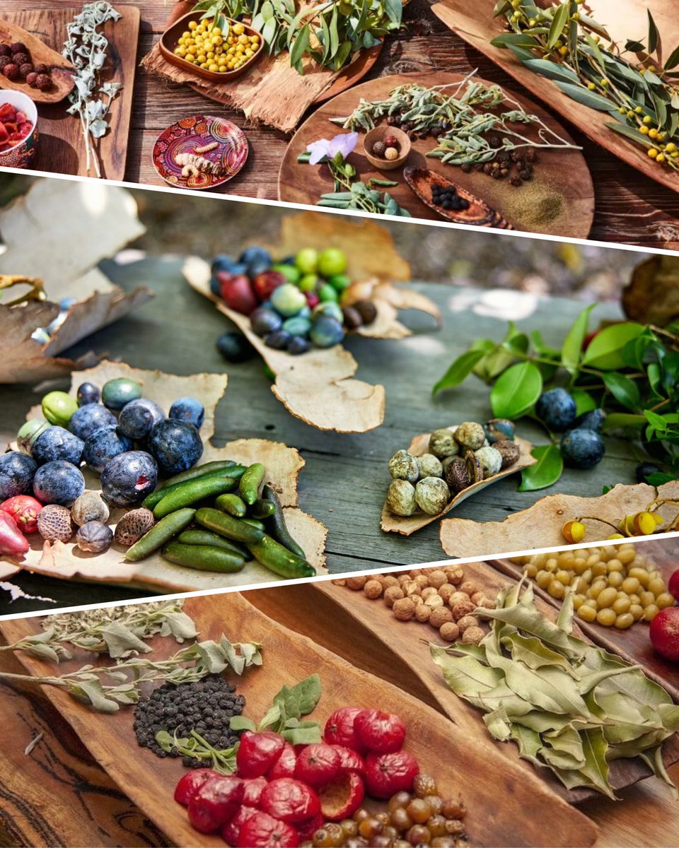AusOfficeTPE's tweet photo. #BushFood has sustained Indigenous Australians nutritionally & medicinally for thousands of years. Some are seen as #superfoods these days for being nutrient dense. What are some of Indigenous Taiwanese ingredients? I heard Taiwan’s Maqaw smells quite similar to our pepperberry. https://t.co/eBU9a93U7h