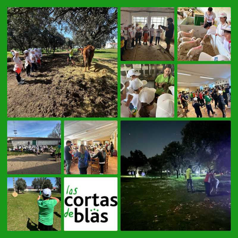 ColeNSVillar's tweet photo. V English Camp 4th grade 🇬🇧
Arrival and rules 🚍 📄
Sheeps, birds, chickens and horses. 🐑🐦🐔🐎
Lunch time 🍽️
Orientation game 🧭
Great! 🤸‍♀️

#bilingües #yosoydeidiomas #bilingüescyl #CentrosEducacyl #LanguageImmersion
@CFPIdiomas @LasCortasdeBlas https://t.co/m8Zx8IH9qq