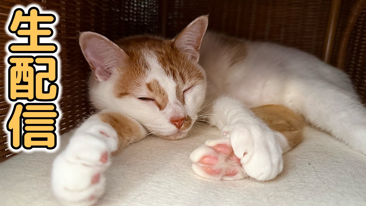 ねこほうママ on X: 