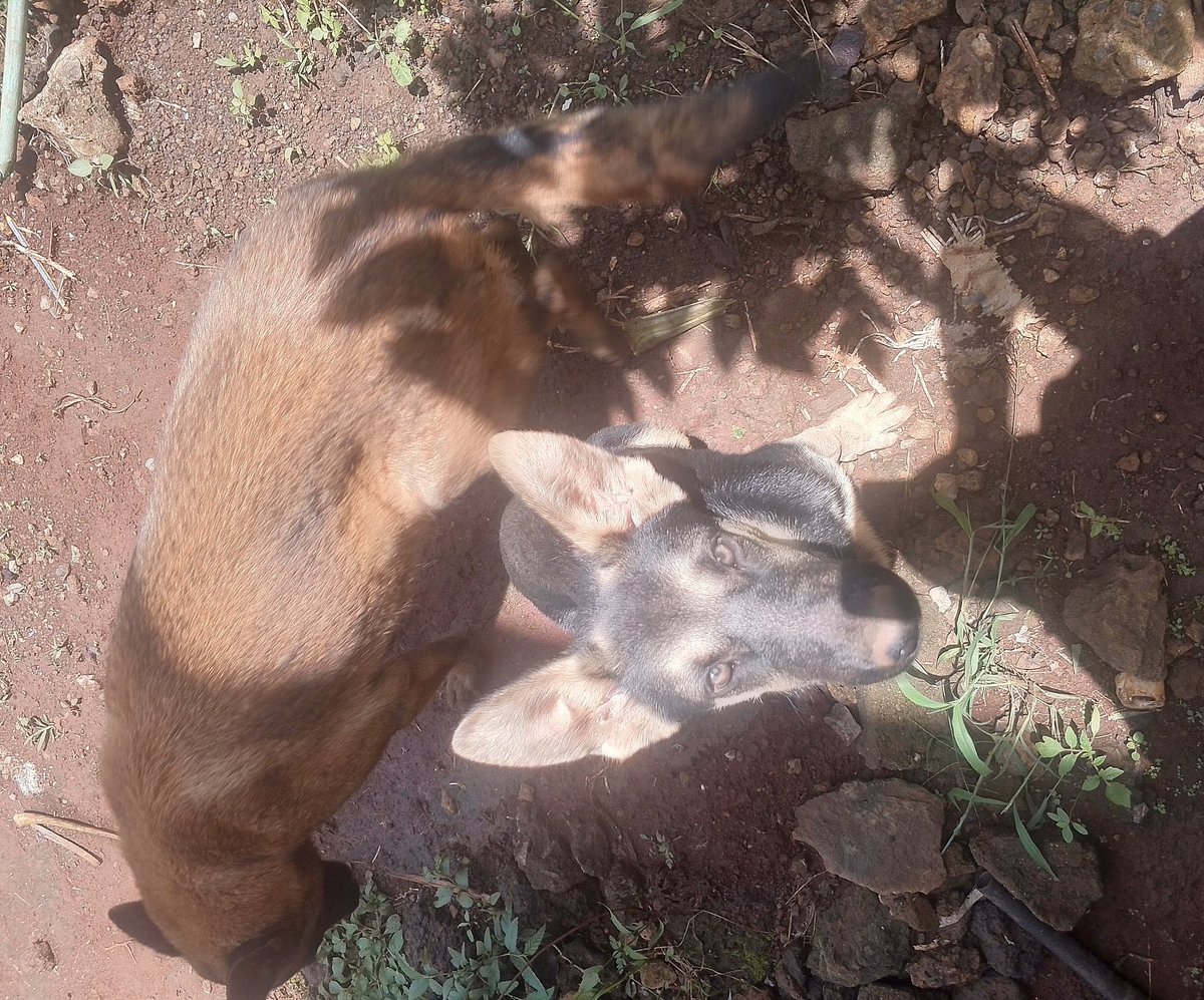 RobinsonDolla's tweet image. Show some Puppy love.