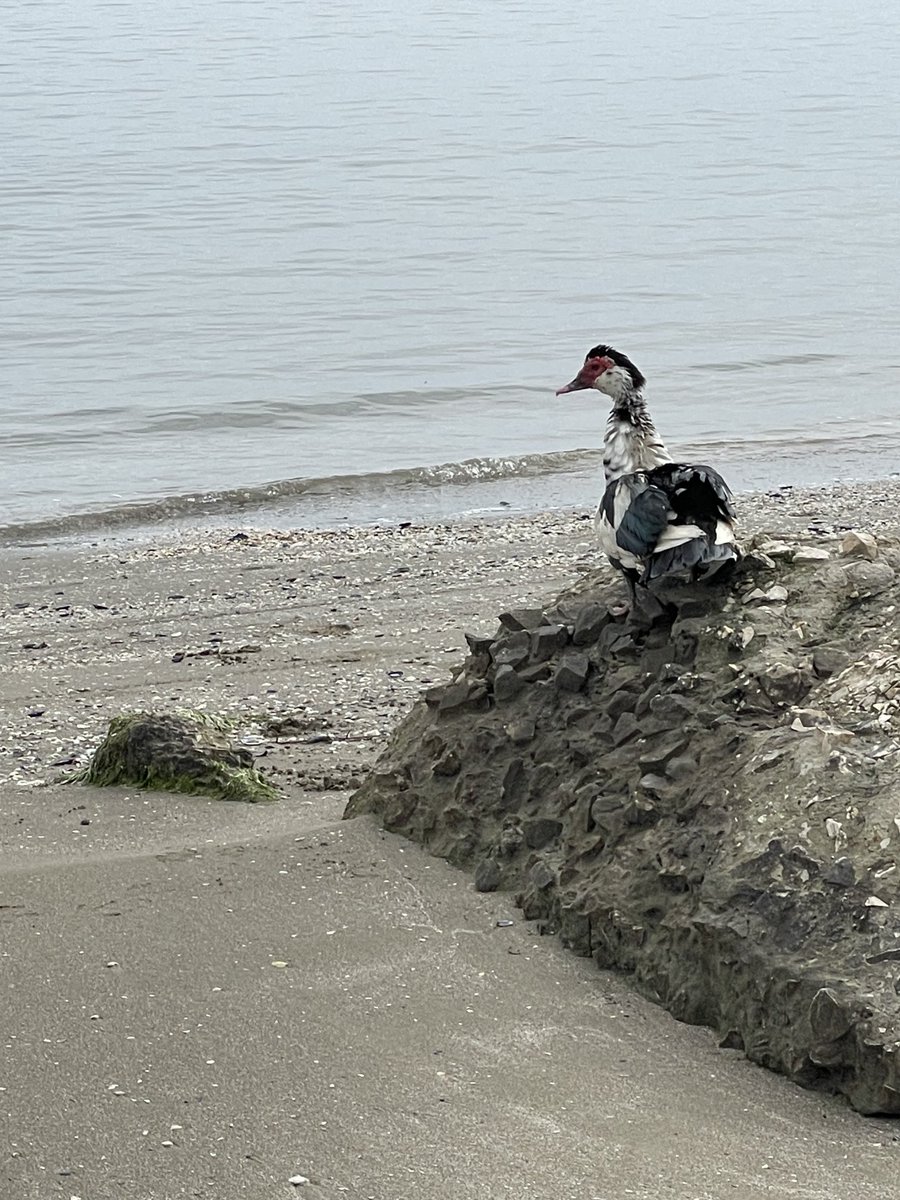 Francesco Manuti tweet media