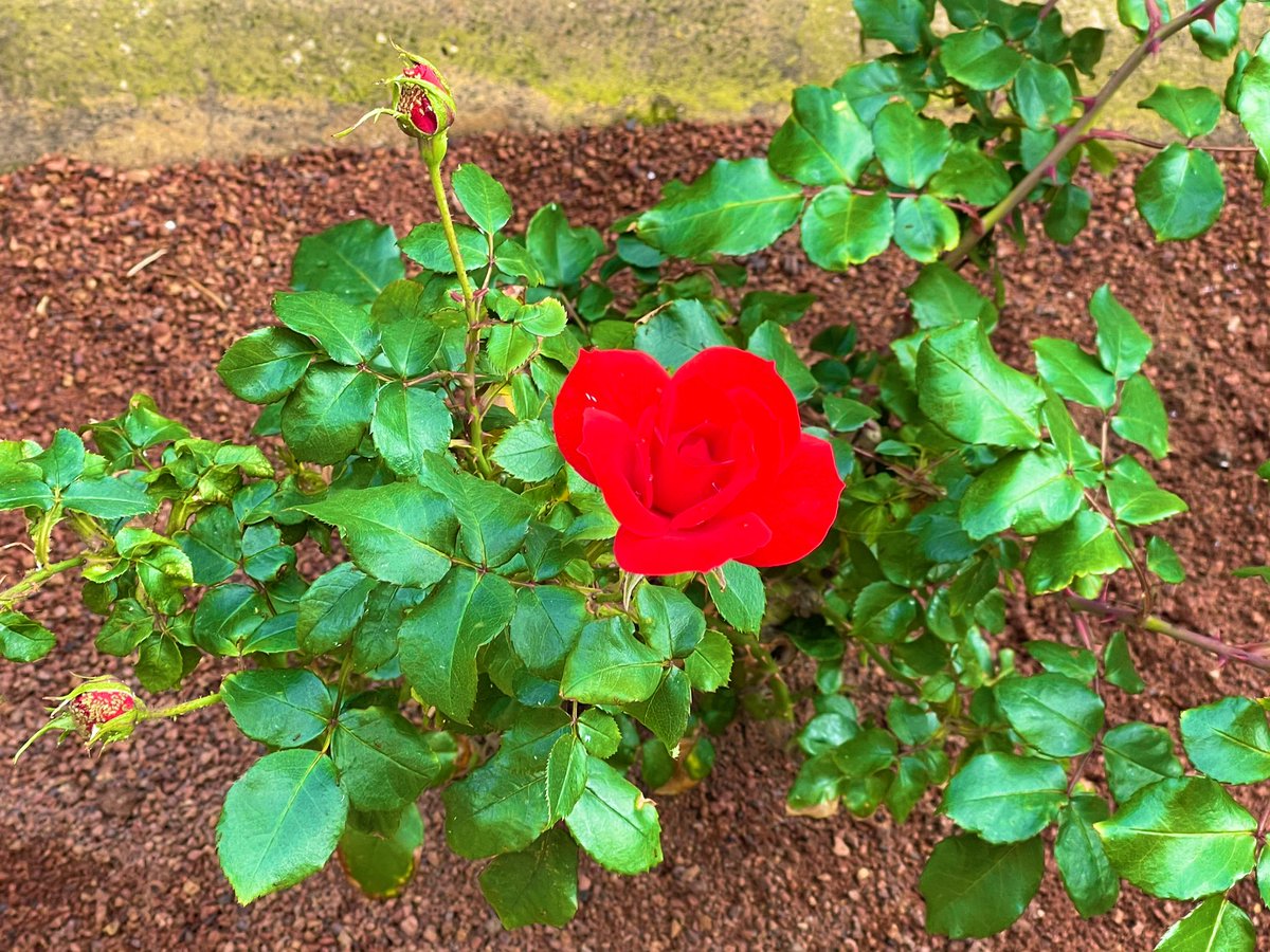 La #fragancia de un #corazón #puro, puede ser #percibido en todas #partes. 
#FelizDomingoDeRamos