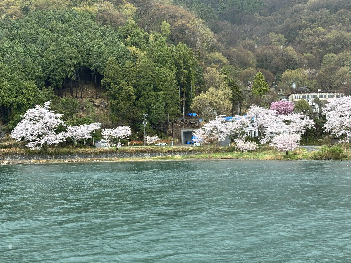 aaooaa320's tweet photo. 海津大崎の桜
満開できれい
今回はクルーズ船
雨で船揺れる https://t.co/NflyL1CKBN