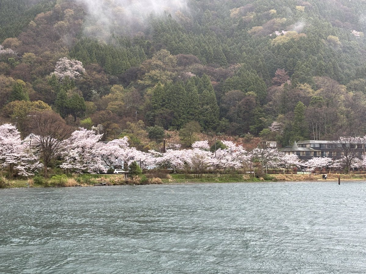 aaooaa320's tweet photo. 海津大崎の桜
満開できれい
今回はクルーズ船
雨で船揺れる https://t.co/NflyL1CKBN