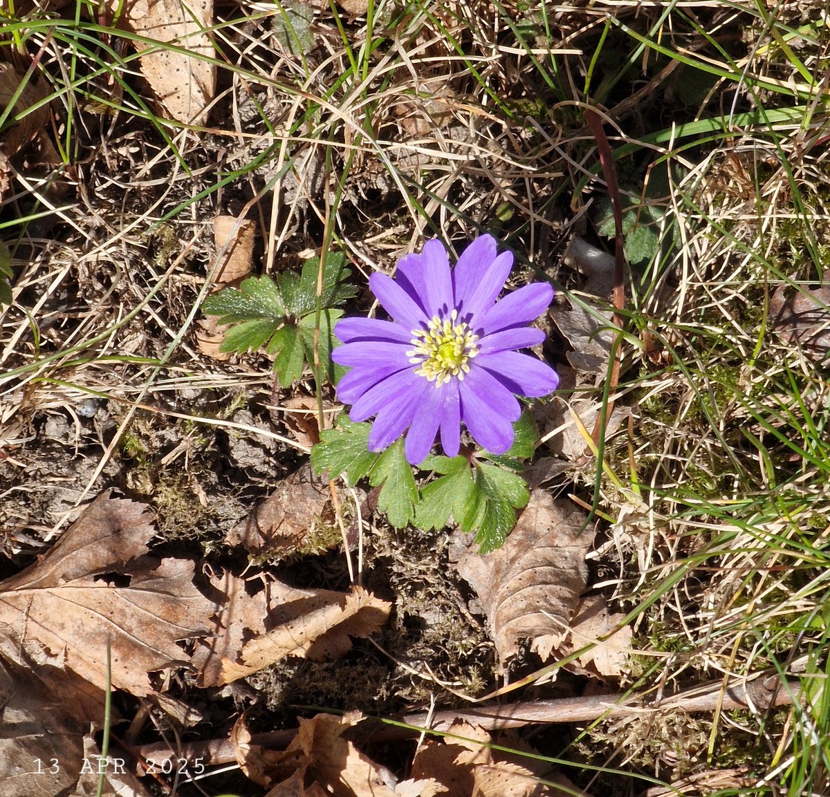 IDadzkov's tweet photo. Balkan anemone bloomed out today. Balkansippa blommade ut idag.  Ветреница нежная зацвела сегодня.
#nature #spring #flowers #BalkanAnemone #balkansippa #bloom #SpringPhoto #FlowersPhoto https://t.co/Thxk243P1P