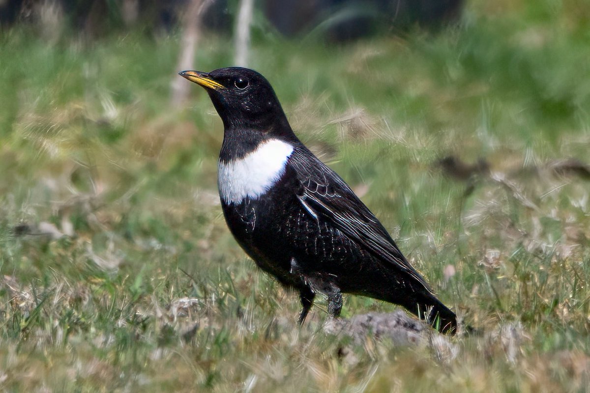 David Walker tweet media