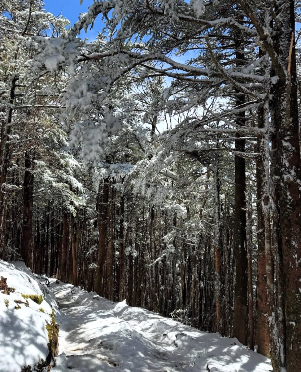 Snow in the MTs of East Tn.