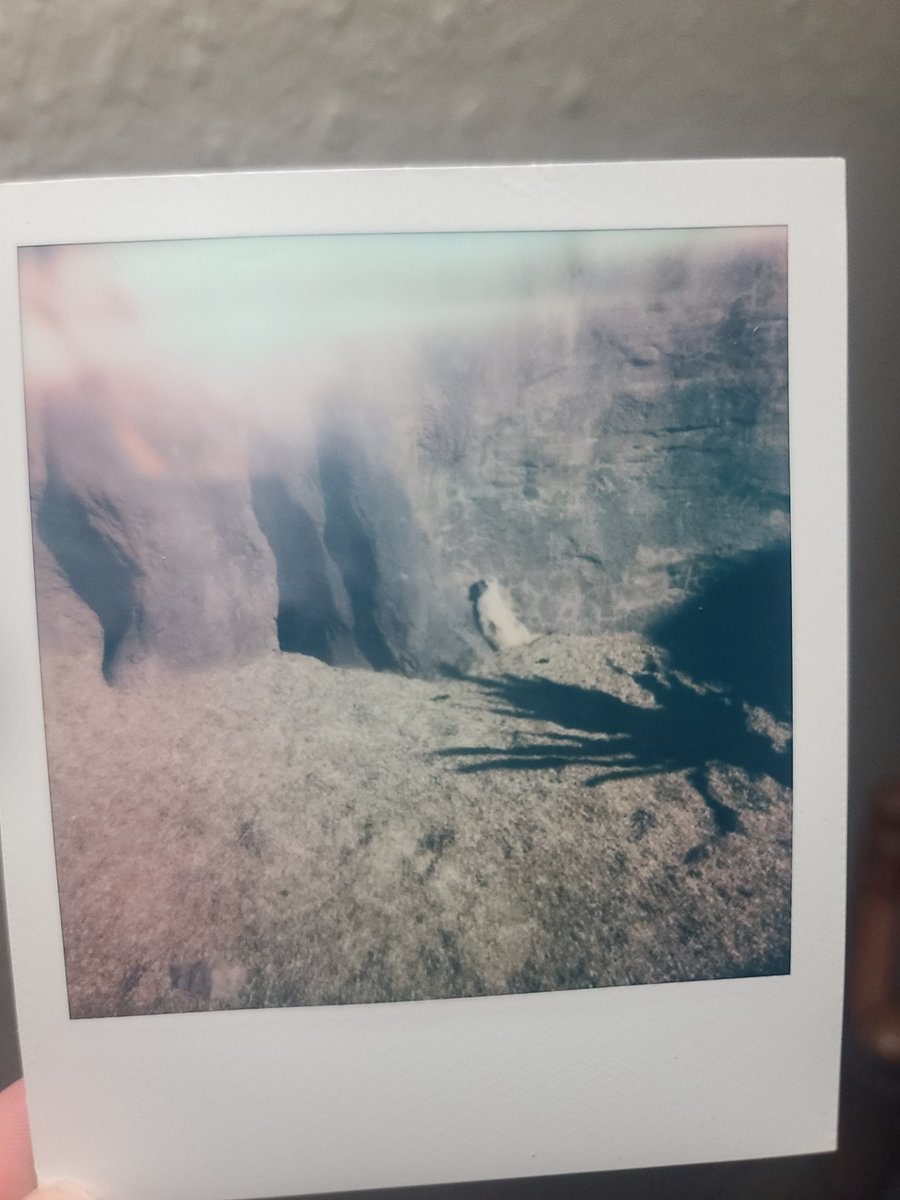 ItSpinn's tweet photo. @Prof_MeowMeow @equine__dentist He's so dope that I had to take a whole polaroid of him https://t.co/FiMSG1DpKA