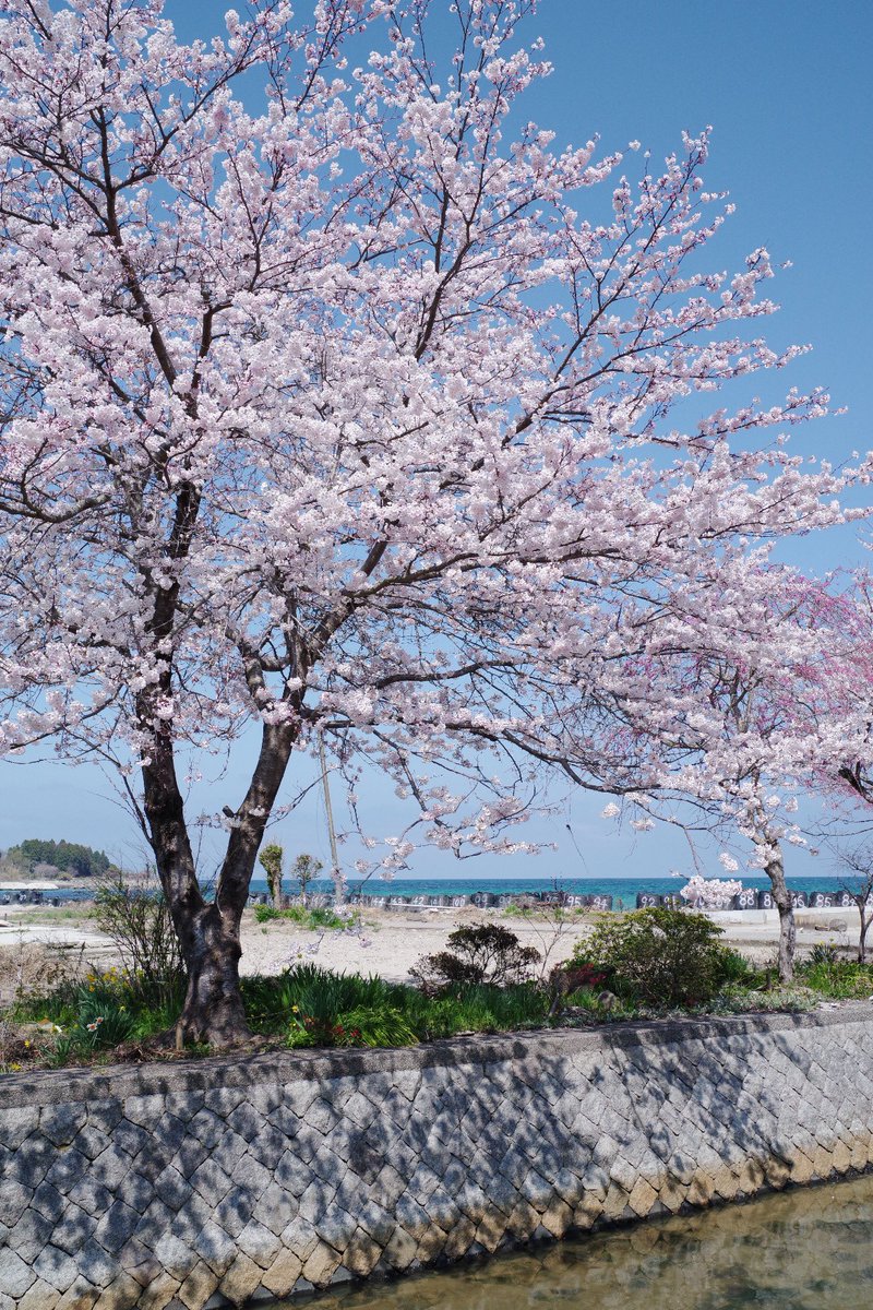 _8hachi's tweet photo. 白丸の桜と海が綺麗でした https://t.co/B4EUzGSkGb