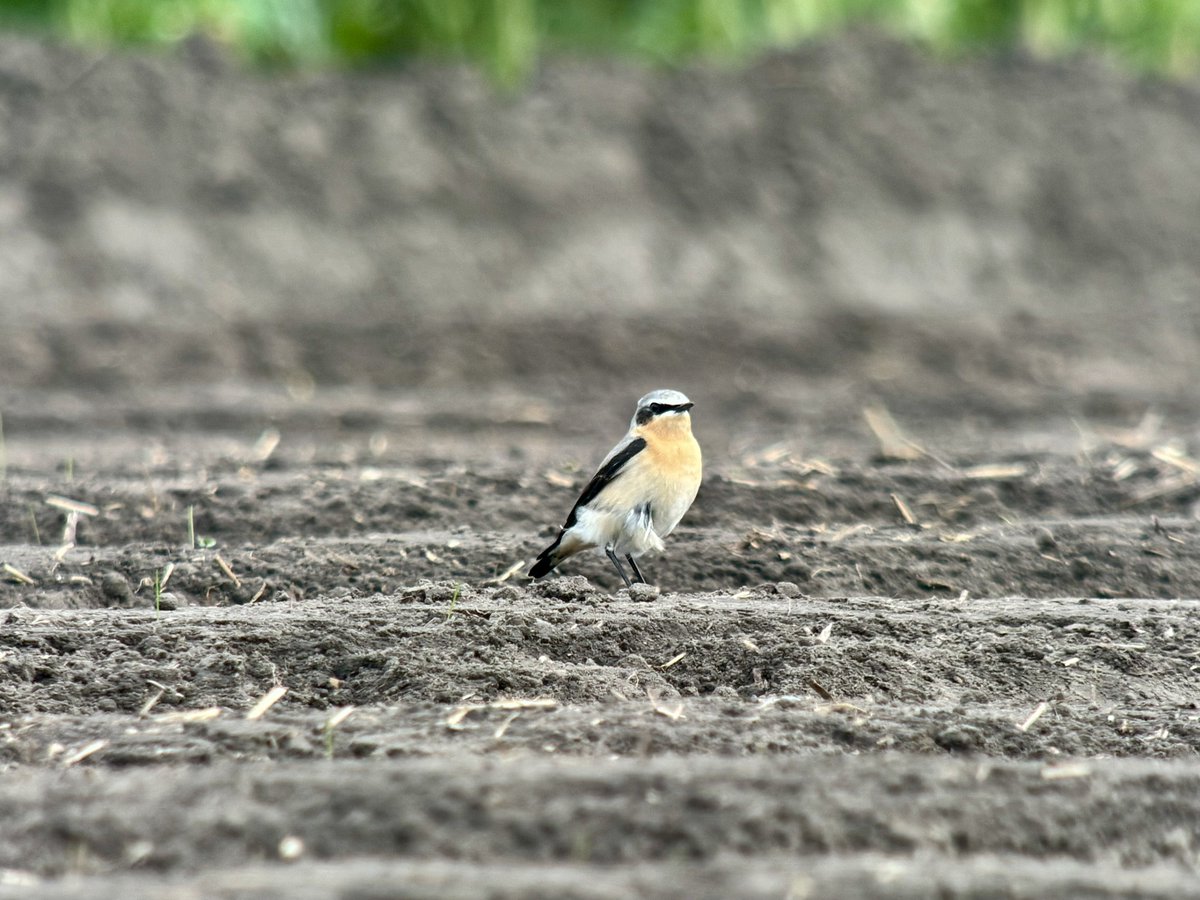 daveliverbirder's tweet photo. Chilly mizzley dawn #patchbirding  Mute Swan, Pintail, 2 Avocet, 14 Grey, 90 Golden Plover, 2 LRP, 2 Whimbrel, 4 Barwit, 3 Sanderling, 2 RN Parakeet, 4 Reed Warbler, 7 Cetti’s, 2 Whitethroat, 14 Wheatear, 5 Yellow Wag, Rock Pipit. Learning letter pair ‘wh’ in pics 😂 #back2skool https://t.co/mF73JAtxiZ
