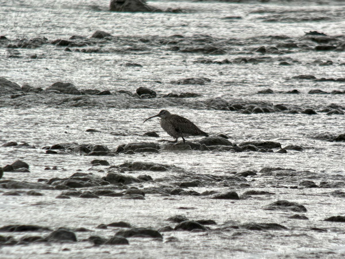 daveliverbirder's tweet photo. Chilly mizzley dawn #patchbirding  Mute Swan, Pintail, 2 Avocet, 14 Grey, 90 Golden Plover, 2 LRP, 2 Whimbrel, 4 Barwit, 3 Sanderling, 2 RN Parakeet, 4 Reed Warbler, 7 Cetti’s, 2 Whitethroat, 14 Wheatear, 5 Yellow Wag, Rock Pipit. Learning letter pair ‘wh’ in pics 😂 #back2skool https://t.co/mF73JAtxiZ
