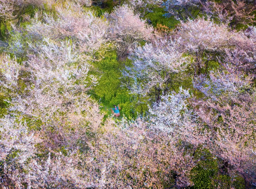 zhangxinyan2021's tweet photo. Look! 🧚♀️A #Hanfu-clad girl is dancing amid the #cherry and #rapeseed #blossoms at #Xuchang's Tangyun Cherry Blossom Garden. 🌸
📸Photo by Cui Chao
#JoinTheBloom #Henan #album #photo #photograghy #PhotographyIsArt #CherryBlossoms #Springcolors #picture #flower #河南 #nature https://t.co/TZsntJALxv