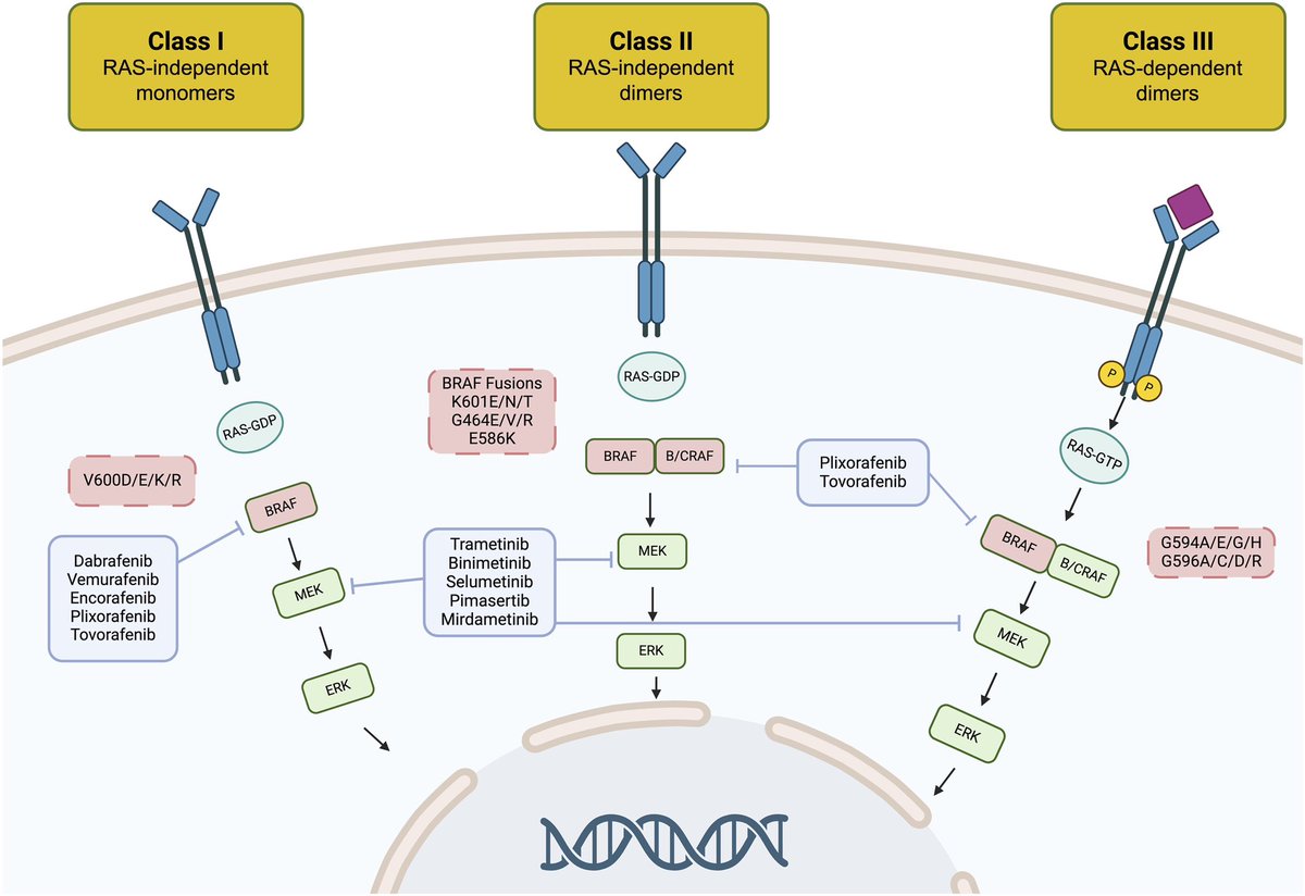 📌 Incorporating Targeted Therapy Into Neuro-Oncology Practice
ascopubs.org/doi/10.1200/ED…
👉🏻 This review presents a comprehensive framework for optimizing drug selection in neuro-oncology from IDH-mutant gliomas to rarer FGFR/NTRK-driven tumors and highlights the key role of tumor