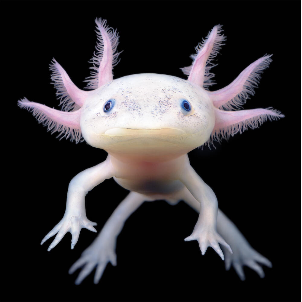 A cute lil axolotl I found in a web search :)