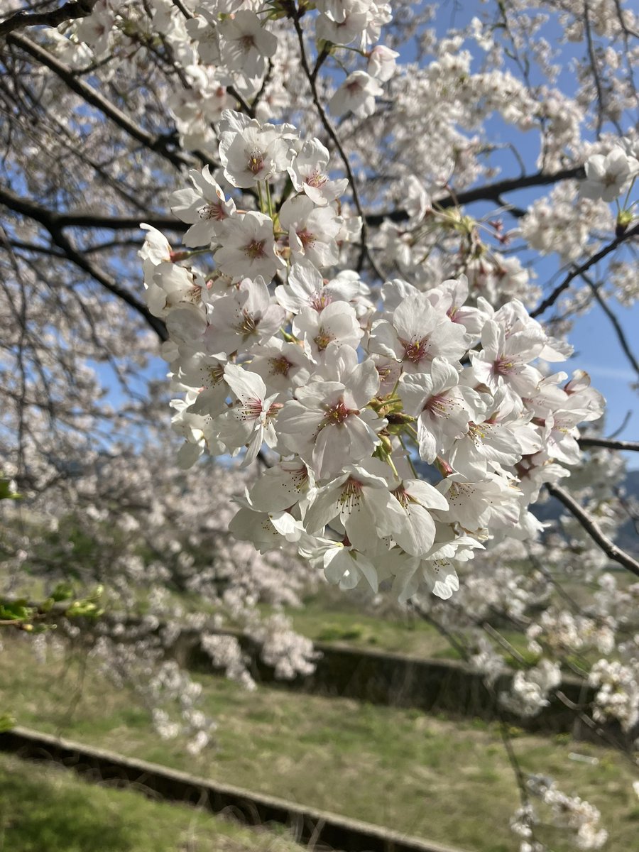 aoiro0920's tweet photo. 2年ぶりに桜見に行った
天気良くて綺麗だった https://t.co/M7KPl5154F