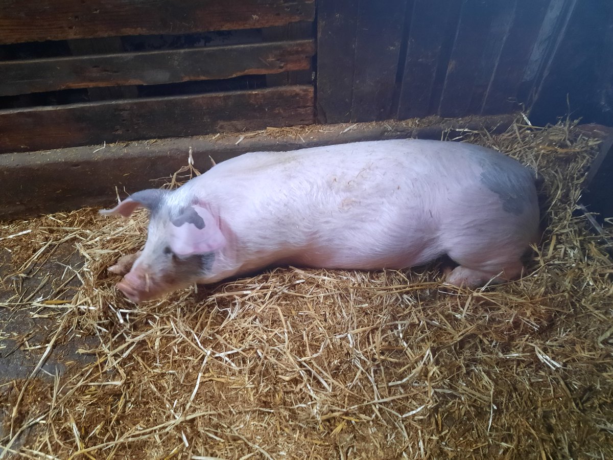 Sammy p scratching  resting up after a hard morning's training.  He is in fine shape ready to be called up for the Wrexham afc to bolster up our attack for this Fridays game against Bristol rovers