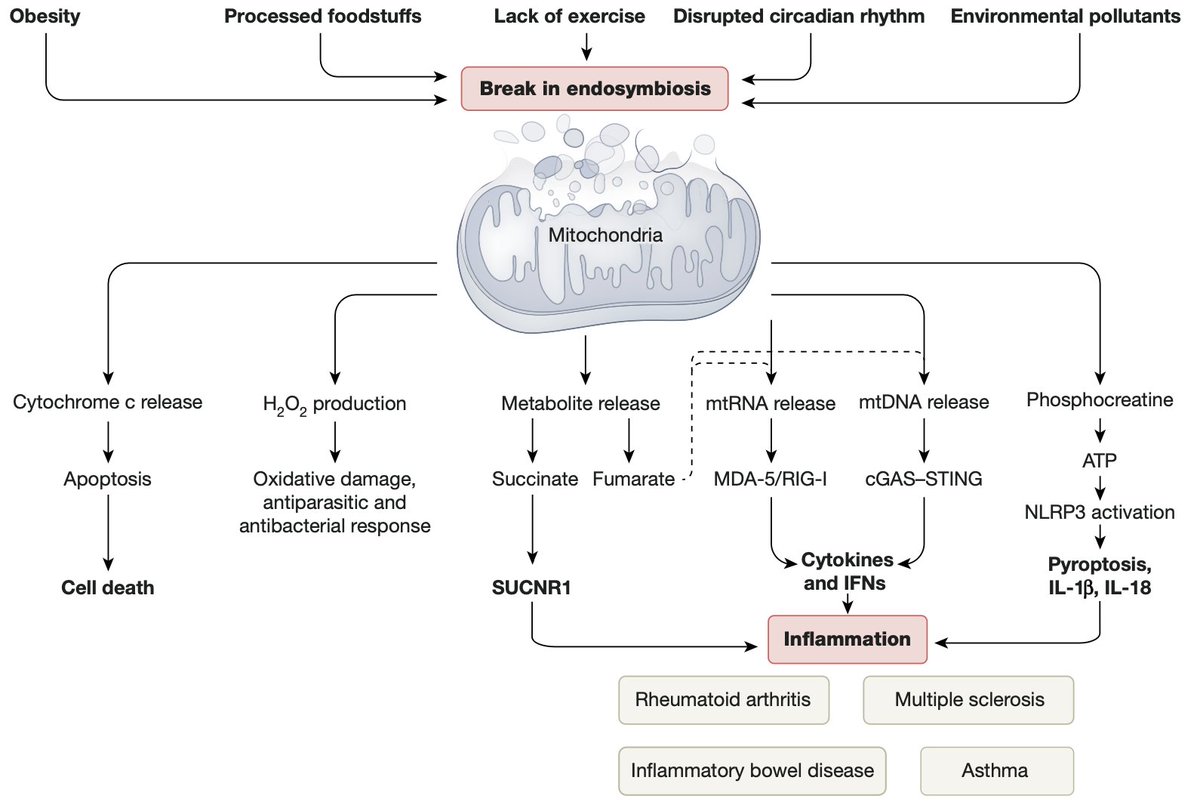Nick Norwitz MD PhD tweet media