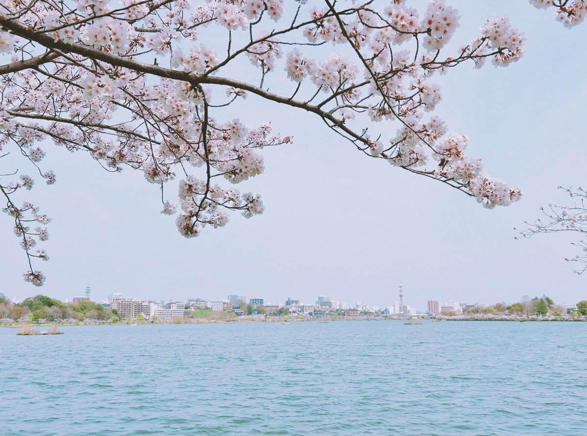 tomocfp's tweet photo. 今年は桜の見頃が長かったですね...

ゆっくりと桜を見ながらブラ散歩ができました♪ https://t.co/IYRGTQTbvJ