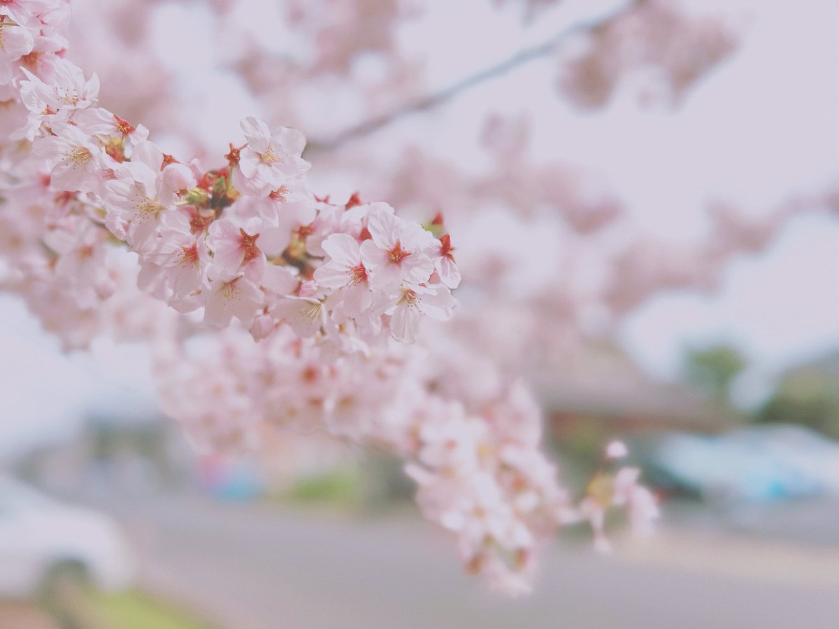 tomocfp's tweet photo. 今年は桜の見頃が長かったですね...

ゆっくりと桜を見ながらブラ散歩ができました♪ https://t.co/IYRGTQTbvJ