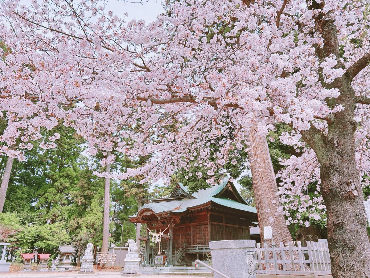tomocfp's tweet photo. 今年は桜の見頃が長かったですね...

ゆっくりと桜を見ながらブラ散歩ができました♪ https://t.co/IYRGTQTbvJ