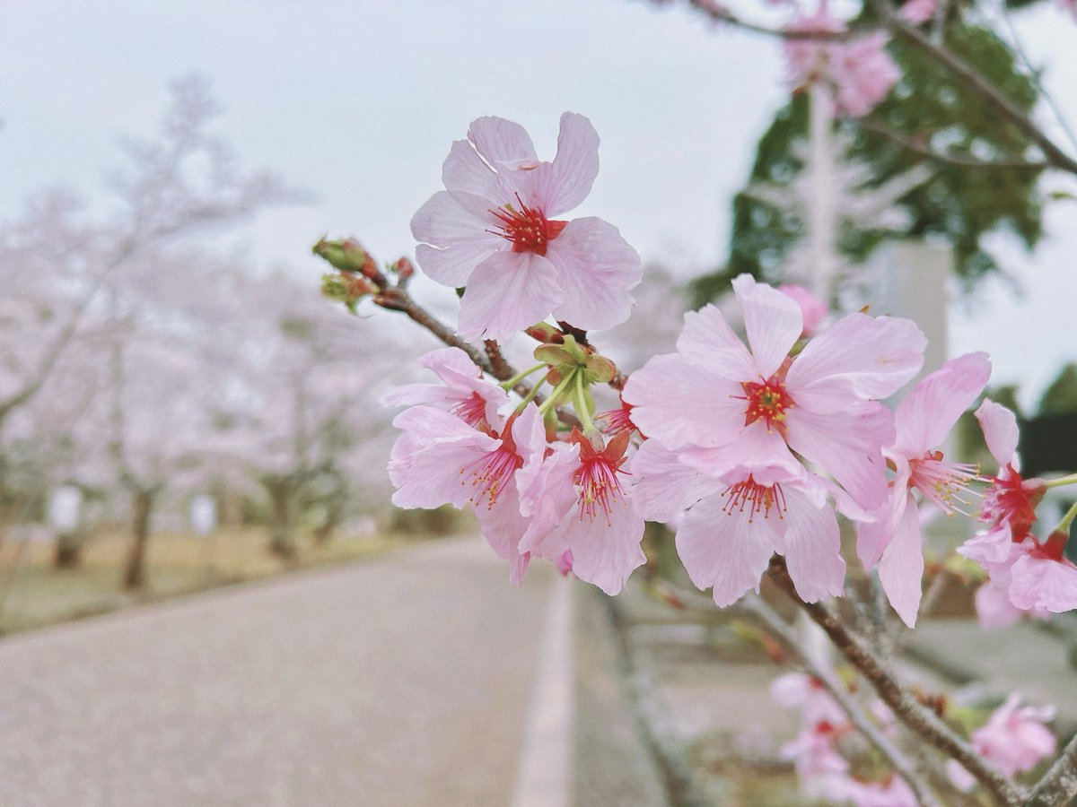 tomocfp's tweet photo. 今年は桜の見頃が長かったですね...

ゆっくりと桜を見ながらブラ散歩ができました♪ https://t.co/IYRGTQTbvJ