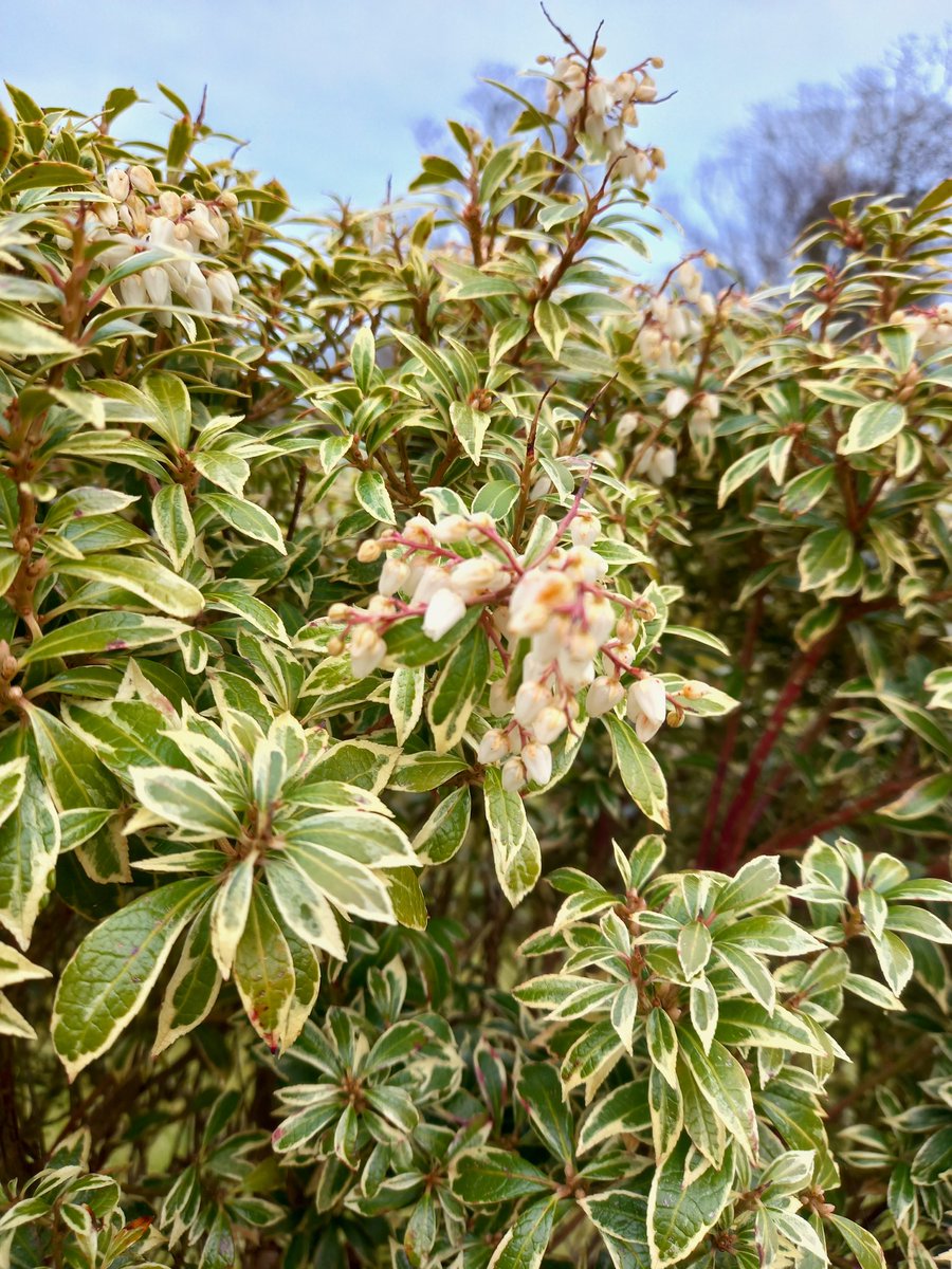Mom is pleased with this shrub this year, its flourishing nicely in the new barrel - even had little white flowers earlier.