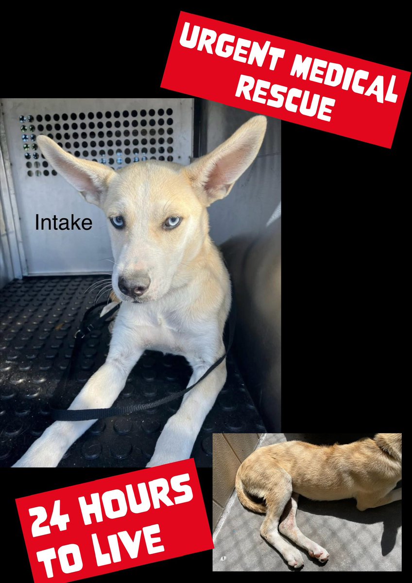 RoCoGB's tweet image. 🆘IMMINENT DANGER Puppy HORTON #A379969
Supposed 2 DIE PM yesterday
NOW still alive BUT on borrowed time…
12mths old Alaskan Husky
Hit By Car!
❌Suspected left leg+hip fracture, can't walk
❌Road rash, needs URGENT vet care Friendly pup in danger!
👉#Pledge NOW 4 #rescue!
Needs
