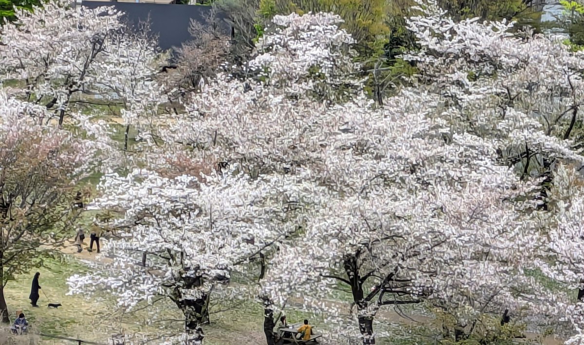 KEITHA51216831's tweet photo. 湖と桜が見たくなって終点で降りた
散る桜の元
子どもたちが駆けていく
雲の合間から光が射した

桜の下を歩いていたら
懐かしい曲の一節が浮かんできた
#BeeGees
#若葉のころ
中学の時，男女数人で
ここまで自転車を漕いで遊びに来たのを思い出した
林を抜けて緑のなか
走っていったあのとき
さざめく https://t.co/E53zPf7xxz