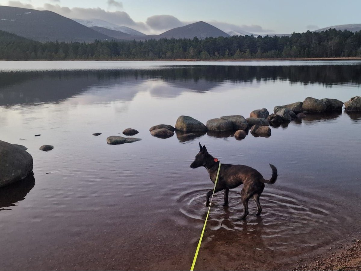 DT_Glasgow's tweet photo. This #SuccessStorySunday features Honey, a gorgeous Dutch Herder, who was adopted in 2023. 

Ewan fell for Honey online and says she's been very rewarding to have rehomed. Her favourite things are her ball, bikejoring and the beach! She's been home for 2 years and is thriving! 💛 https://t.co/6jvnZQMhpc