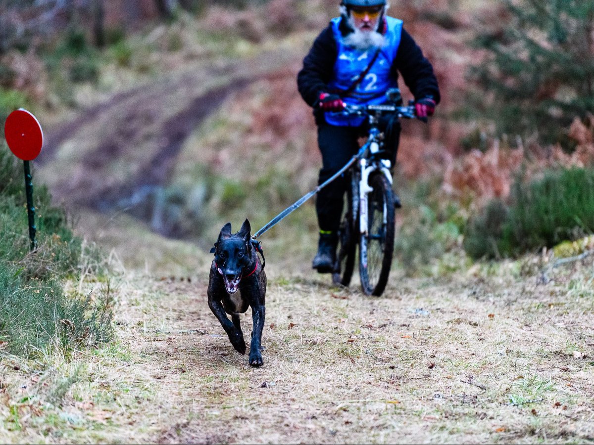 DT_Glasgow's tweet photo. This #SuccessStorySunday features Honey, a gorgeous Dutch Herder, who was adopted in 2023. 

Ewan fell for Honey online and says she's been very rewarding to have rehomed. Her favourite things are her ball, bikejoring and the beach! She's been home for 2 years and is thriving! 💛 https://t.co/6jvnZQMhpc