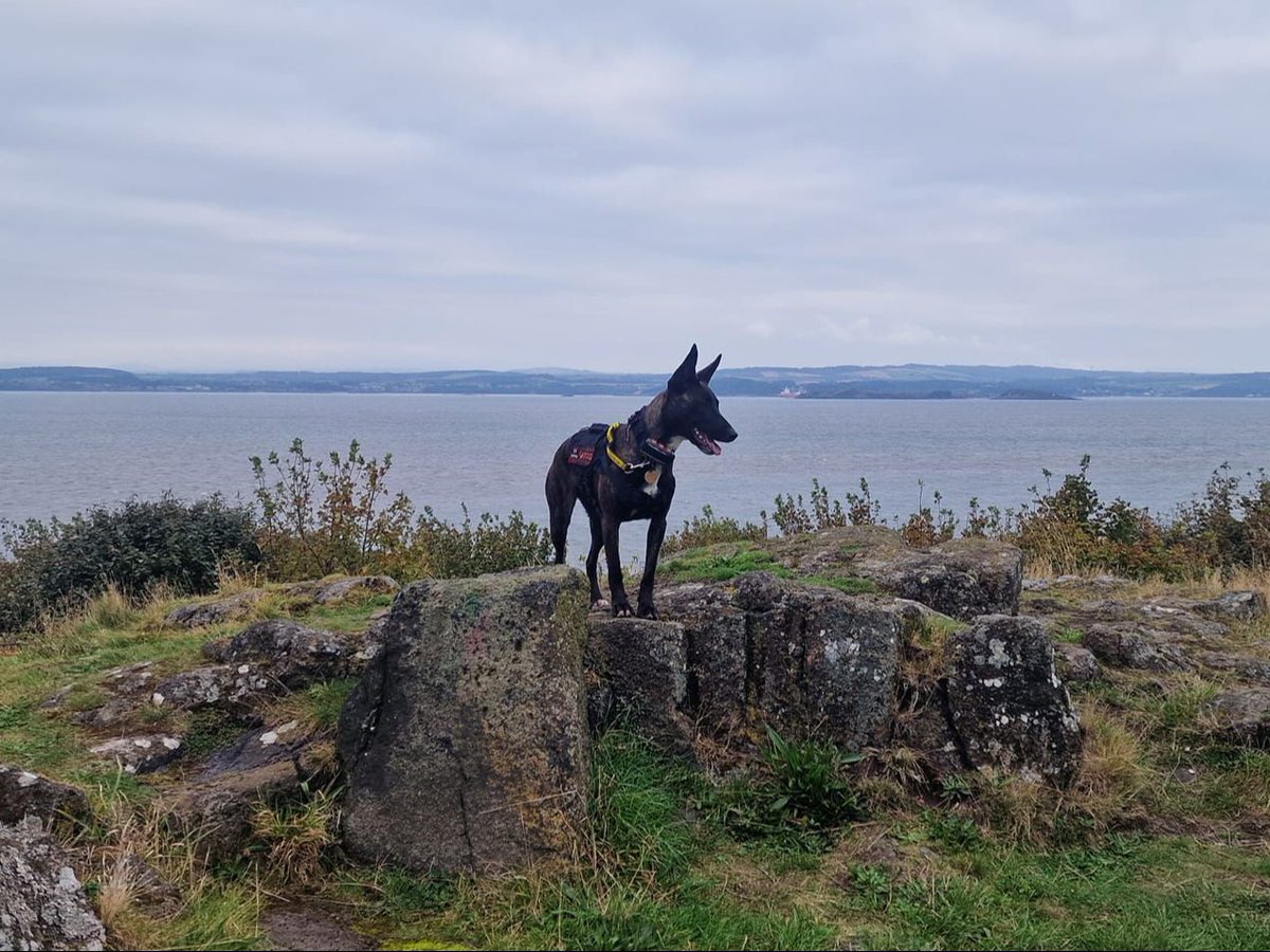 DT_Glasgow's tweet photo. This #SuccessStorySunday features Honey, a gorgeous Dutch Herder, who was adopted in 2023. 

Ewan fell for Honey online and says she's been very rewarding to have rehomed. Her favourite things are her ball, bikejoring and the beach! She's been home for 2 years and is thriving! 💛 https://t.co/6jvnZQMhpc