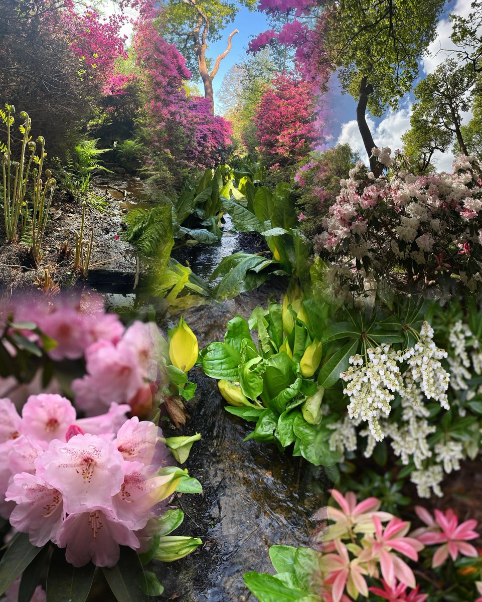 Isabella Plantation this time of year is spectacular 🌺🌸🌺🌸
#Sunday #isabellaplantation #richmondpark #london #spring #flowers #springflowers #gardens #richmonduponthames