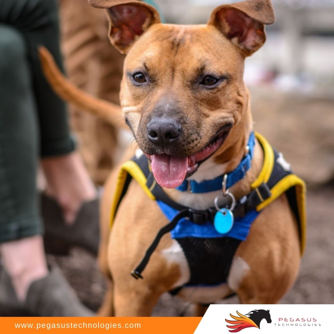 PegasusTechs's tweet photo. If you own a veterinary clinic, you need to have the right technology to protect your vet records from a data breach. Learn the best tips here. #kennettsquare #cybersecurity https://t.co/CZMfY7nM92 https://t.co/T0OQsMXnrn