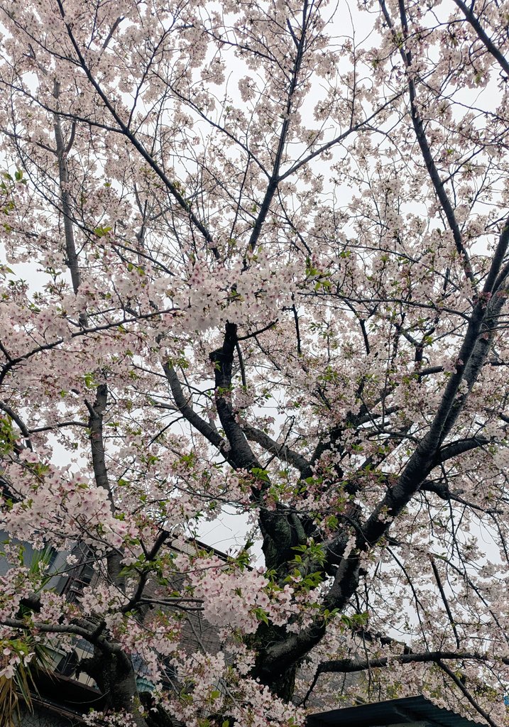 kei24930's tweet photo. 🌸全国からNissyへ春をお届け📣🌸
#Nissy_Re10th 全力で完走したNissyへ全国から桜のプレゼント🎁
隣の公園はもう終わりだったけど、ばあちゃんちの桜🌸も咲いてた
#Nissy_NBC
#Nissy_Re10th最高の到達点をありがとう
#Nissyに私達から春のお知らせ
#各地の桜
#NissyへLippy_Rujju_桜
@NissyStaff https://t.co/3DQ0DbMSsH