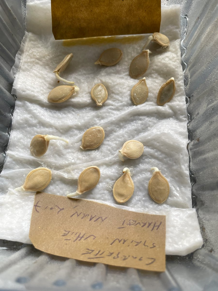 Adam Alexander (@vegoutwithadam) on Twitter photo After just 48 hours these Syrian courgette seed have germinated. One variety is from seed I collected in Aleppo in 2011 and have been saving ever since and the other, a white type, is held by <a href="/IrishSeedSavers/">Irish Seed Savers</a> I will cross them and hope to create a new Welsh cultivar After just 48 hours these Syrian courgette seed have germinated. One variety is from seed I collected in Aleppo in 2011 and have been saving ever since and the other, a white type, is held by <a href="/IrishSeedSavers/">Irish Seed Savers</a> I will cross them and hope to create a new Welsh cultivar