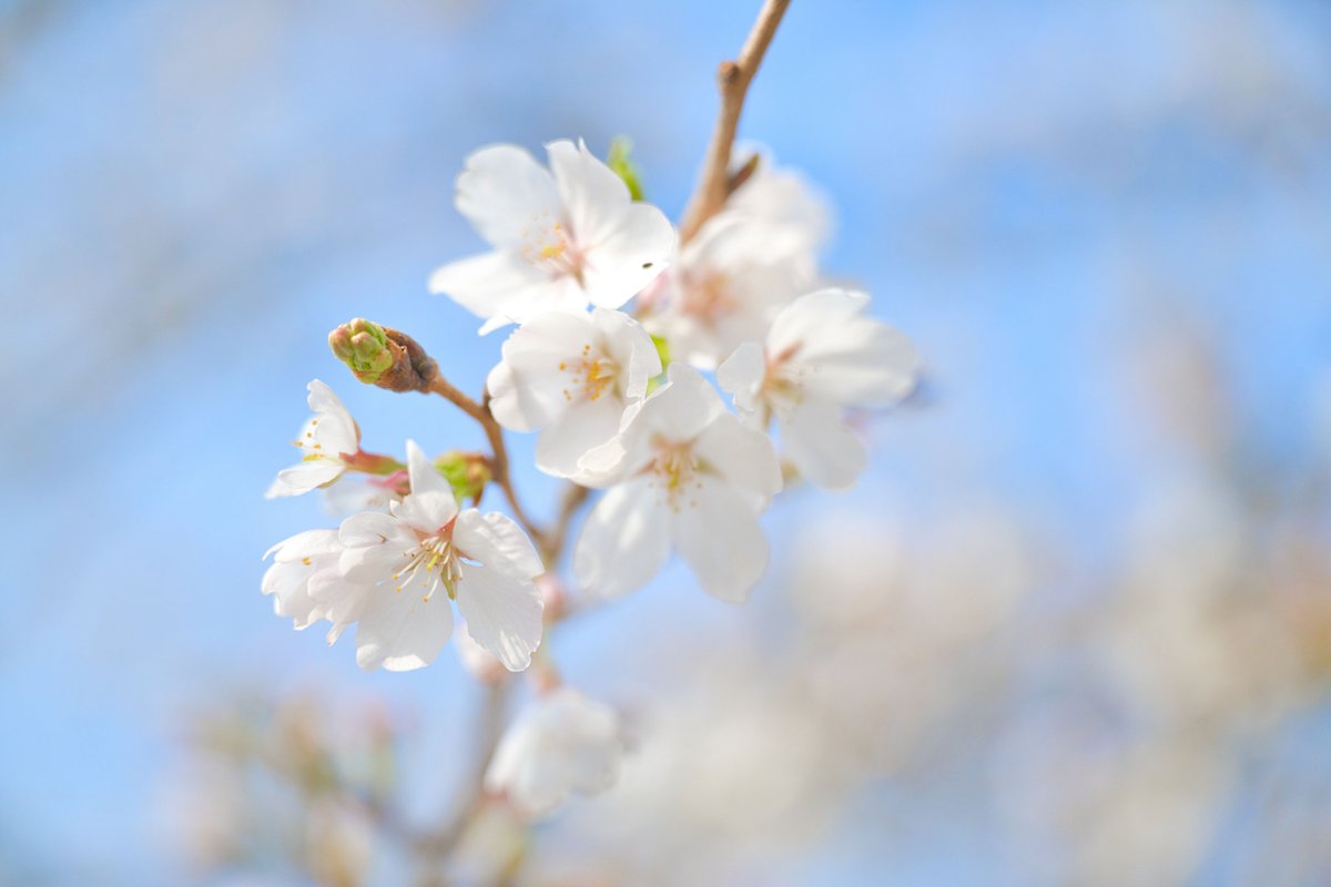yuno_TMHY's tweet photo. なんとか撮れた今年の桜

#写真好きな人と繋がりたい
#カメラ好きな人と繋がりたい
#ファインダー越しの私の世界
#私とニコンで見た世界 https://t.co/iaDeBSzXoC